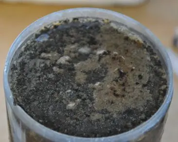 After the re-oxidation of the deep water light brown areas can be observed on the sediment surface indicating oxygenation.