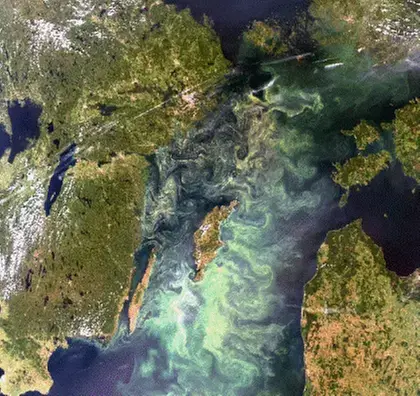 Bilden ovan visar algblomningen i Östersjön 2005-07-11 och är hämtad från satellitsensorn MODIS (Moderate Resolution Imaging Spectroradiometer).