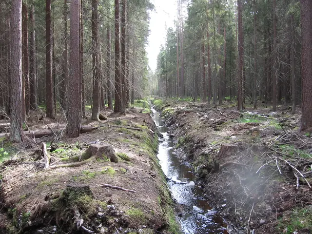 Skogsdike