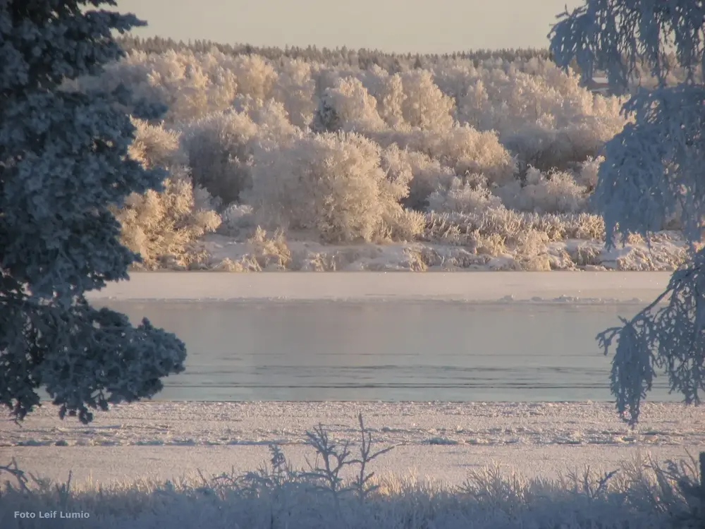 Skog full med snö och is