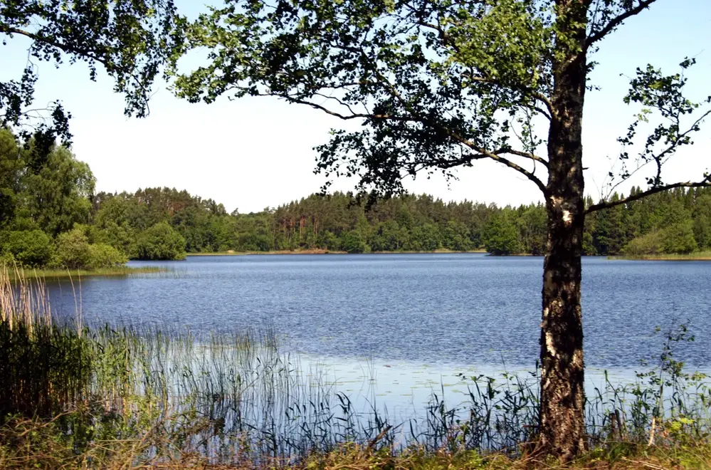 En sjö i skogen