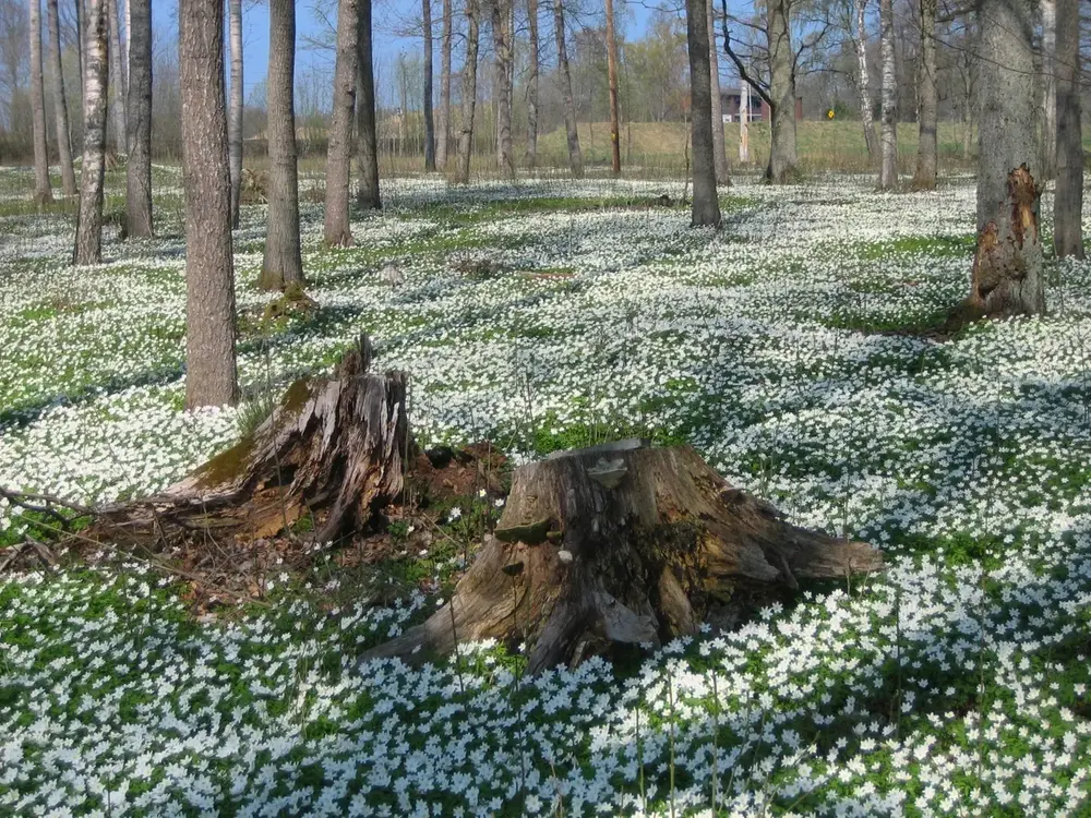 Vitsippor kring en stock i en skog
