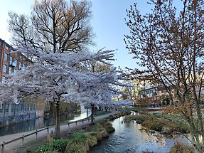 Photo of a city with bluegreen infrastructure