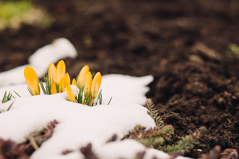 Vårblommor växer genom snö