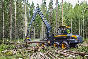 Skördare som slutavverkar timmer i skog.