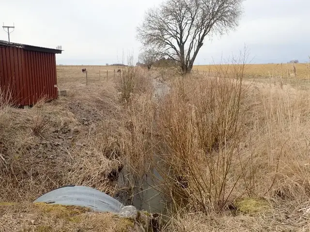 Bäck