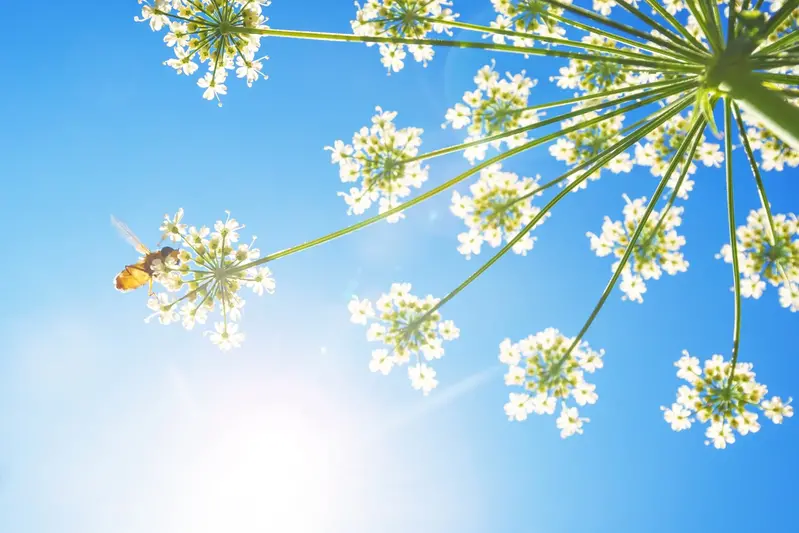 Blommor under en sol och blå himmel