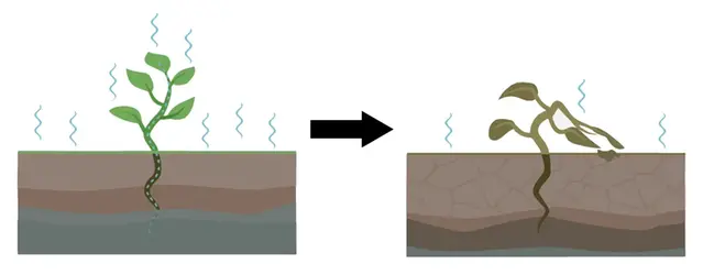Illustration. Avdunstning från planta.