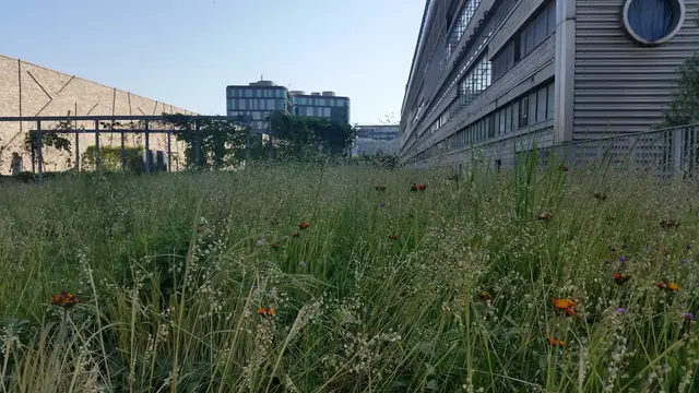 The green roofs at Tivoli Congress Centre and Rigsarkivet in Copenhagen, called "The green strip", were installed in 2009 and cover more than 7000 m2.