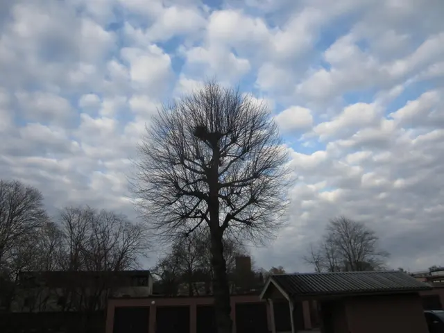 Foto upp mot himmeln där molnen Altocumulus perlucidus syns.