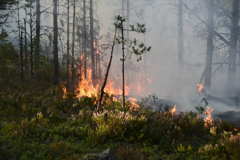 En skogsbrand